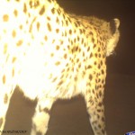 CDY_0055