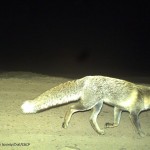 Common fox