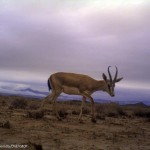 Gazella