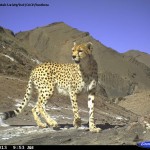 Iranian-Cheetah-Society-