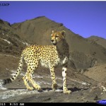 Portraits_ Iranian Cheetah Society,DoE, CACP_ Asiatic cheetah_800