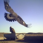 عکس از دوربین تله ای