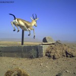 عکس دوربین تله ای از آهو