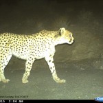 Asiatic Cheetah (2)