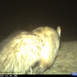 Blanfords Fox