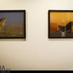 گزارش تصویری از نمایشگاه عکس یوزپلنگ ایرانی