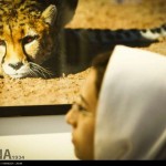 گزارش تصویری از نمایشگاه عکس یوزپلنگ ایرانی