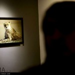 گزارش تصویری از نمایشگاه عکس یوزپلنگ ایرانی