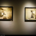 گزارش تصویری از نمایشگاه عکس یوزپلنگ ایرانی