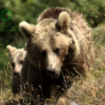 Brown Bear