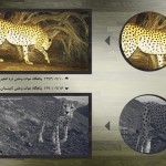 یوزپلنگی مهاجر