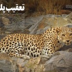 تعقیب پلنگ در سرزمین من