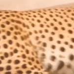 فیلم یوزپلنگ