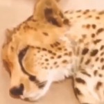 فیلم یوزپلنگ