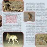 خبرنامه داخلی انجمن یوزپلنگ ایرانی