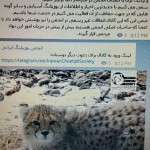 کانال رسمی انجمن یوزپلنگ ایرانی در تلگرام