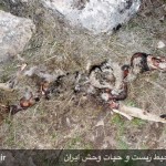 خروج پلنگ ایرانی از مرز