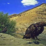 عقاب طلایی در پناهگاه حیات وحش دره انجیر