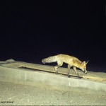 روباه در پناهگاه حیات وحش دره انجیر
