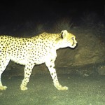 Asiatic Cheetah(6)