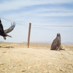 ICS_GoldenEagle(2)