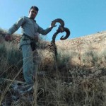 پلنگ تندوره
