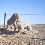 گفتگو و آموزش چوپانان میاندشت