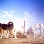 خطر سگ های گله برای یوزپلنگ ایرانی
