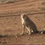 Iranian Cheetah (1)