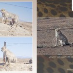 Iranian Cheetah (2)