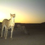 Asiatic-Cheetah(1)