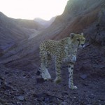 Asiatic Cheetah