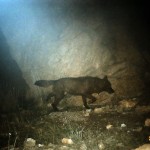 Wolf (2)