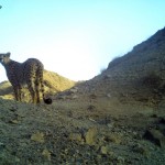 Asiatic Cheetah(1)
