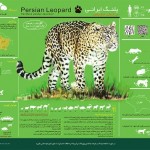 Leopard Infographic1