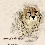 من هم یک حامیم