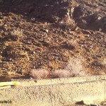 Asiatic Cheetah (2)
