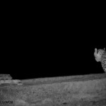 Asiatic Cheetah (3)