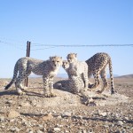 Asiatic cheetah