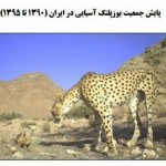 ICS_Cheetah