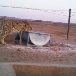 یوزپلنگ بر سر آبشخور