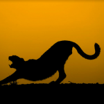 cheetah tarifard