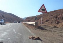 تصادفات جاده ای