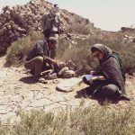 cheetah-monitoring