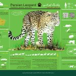 Persian Leopard Infographic Poster – v2 100-70
