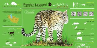 پوشتر اینفوگرافیک پلنگ ایرانی
