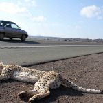 cheetah roadkill