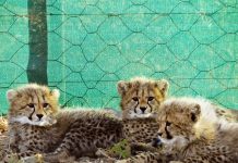 Cheetah cubs