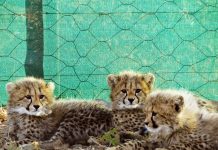 Cheetah cubs