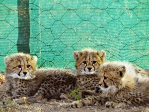 Cheetah cubs